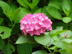 ミニオフ会のOPツアー『紫陽花鑑賞＠楊谷寺』（京都府長岡京市）