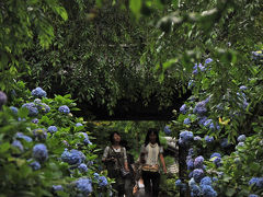 鎌倉紫陽花巡り=満開の明月院=