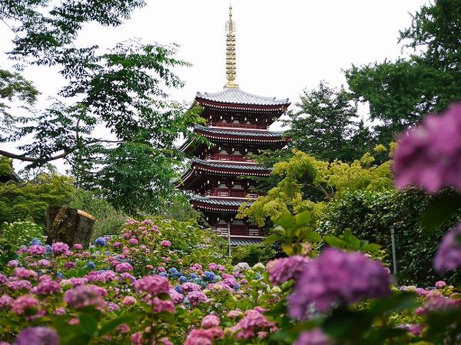 「あじさい寺」と呼ばれる寺は各県に一つ二つ必ずあります。<br />東京は高幡不動、埼玉は能護寺で、千葉は紅葉の時に訪れた本土寺です。<br /><br />鎌倉の明月院に対する「北の鎌倉」とまで言われているようですが、いくらなんでもそれは大袈裟。<br />でも、松戸は江戸の昔から風雅な景勝地だったことを思えば間違いではありませんね。<br /><br />時期的にもちょうど良く、鎌倉より近いので行ってみました。<br />境内いたるところに紫陽花を見ることができました。<br />加えて、花菖蒲も見頃で梅雨時の主役の花を同時に楽しむことができました。<br /><br />紅葉回廊・本土寺　http://4travel.jp/traveler/weekendwalker/album/10404263/<br /><br />