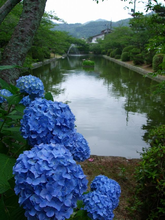 城下町岩国の花と歴史めぐり（吉香神社の紫陽花）