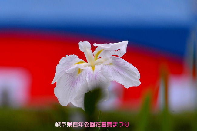 岐阜県百年公園は、<br />明治4年の廃藩置県と太政官布告によって美濃諸県が統一され、<br />岐阜県が設置されてから昭和46年11月でちょうど100年目を迎えるのを記念し、<br />博物館は恐竜の化石、岩石の標本、河川の紹介などなど、展示がある,<br />岐阜県博物館と共に設置されました。<br />広さは約100ha(ナゴヤドームが20個分)。<br />去年の菖蒲まつり<br />http://4travel.jp/traveler/isazi/album/10249016/<br />今年も花菖蒲まつり出かけました。<br />坂が多いので.園内のバスで(料金100円)を利用しました。<br />見ごろを迎えた約2万株の100種類ショウブが、来園者の心を和ませている。<br />ハナショウブの観賞と<br />ステージイベントが始まると同時に.次の紫陽花の三光寺へ<br /><br />今年の花菖蒲は、3ケ所<br />■旅行名:新旭花菖蒲園花しょうぶまつり<br />■URL:http://4travel.jp/traveler/isazi/album/10471611/<br />■旅行名:第17回曽根城公園花しょうぶ祭<br />■URL:http://4travel.jp/traveler/isazi/album/10471221/<br />■旅行名:岐阜県百年公園菖蒲まつり 2010<br />■URL:http://4travel.jp/traveler/isazi/album/10472827/