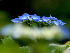 2010.紫陽花スポット（4）三光寺