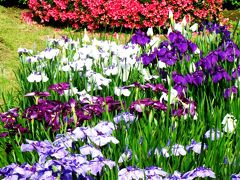 皇居東御苑-2　二の丸跡*日本庭園の粋　☆サツキ･花菖蒲咲いて