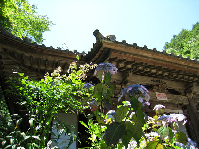 岐阜県山県市にある東海一の“山あじさいの寺”として有名な<br />「三光寺」へいってきました<br /><br /><br />140余品種9千株の山あじさいが境内一面に咲き誇ります<br /><br />山門の直ぐ左側に菩提樹がありとても良い香りがします<br /><br />その菩提樹に「イワガラミ」という紫陽花が上のほうにつるとなって地上から5m程のところで咲いています<br /><br />駐車場の入り口で護摩木を渡され寄付を勧められます。<br />護摩木に願い事を書いて奉納することも出来ます<br />１枚300円程度とのことです<br />その護摩木は6月27日に、あじさい祭りとして、「柴燈護摩祈祷会」で祈願されるようです<br /><br />【住所】山県市富永　三光寺境内　<br />【お問い合わせ先】三光寺<br />【電話】0581-52-1054<br />【アクセス】（公共交通機関でのアクセス）<br />新岐阜から岐阜バス岐北線「富永」下車、徒歩8分<br />