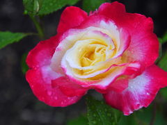 花フェスタ記念公園、雨が降り続ける薔薇