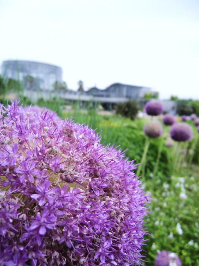 「千葉市花の美術館」は「花のある暮らし・花いっぱいのまちづくり」を発信する施設として、平成8年4月にopen。<br />今年で15年目を迎えるそうです。<br />友達に誘われて初めて訪れた「花の美術館」は、思っていた以上の施設であり、美術館ということもあって花にまつわる展示室・ギャラリー等などありました。<br /><br />入館料は200円という低料金には驚きました!<br />1年を通してイベントや花を楽しめ、家族で何度も訪れる事ができる施設であると思います。