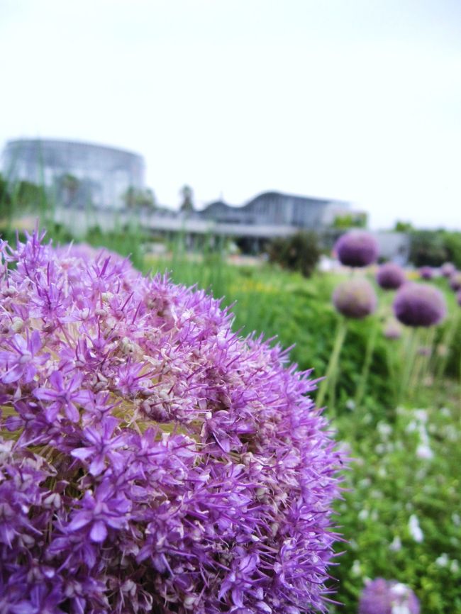 「千葉市花の美術館」は「花のある暮らし・花いっぱいのまちづくり」を発信する施設として、平成８年４月にopen。<br />今年で１５年目を迎えるそうです。<br />友達に誘われて初めて訪れた「花の美術館」は、思っていた以上の施設であり、美術館ということもあって花にまつわる展示室・ギャラリー等などありました。<br /><br />入館料は２００円という低料金には驚きました！<br />１年を通してイベントや花を楽しめ、家族で何度も訪れる事ができる施設であると思います。