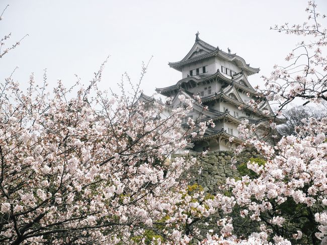 今年から天守閣が工事に入ってしまった姫路城。<br /><br />その前に…と思い桜の時期に行ってきました。