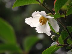 徳寿寺の沙羅の花