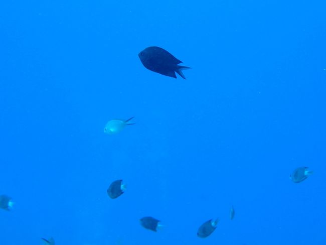 青い地球の楽園とは･･･<br /><br />手付かずの海と大自然が残るインドネシア<br />メナドにある&quot;ブナケン国立海洋公園&quot;<br /><br />ビーチの先には1500ｍを超える深さのドロップオフ<br />水温は年間平均27-29℃<br />透明度は30〜40m<br /><br /><br />静かな楽園、深いブルーの世界へ<br /><br />