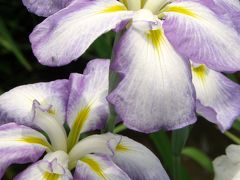 丹波路花めぐり　その①　永沢寺の花菖蒲