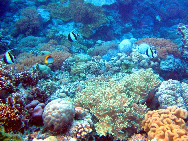 「珊瑚の楽園」といわれている<br />インドネシア　メナドにあるブナケン島<br /><br />ブナケン島のドロップオフは珊瑚棚からイッキに1500mを超える深さまで落ち込むことで世界的に有名。<br />そのせいで海水の対流が良く、豊かな生物層を形成するのだそうです。<br /><br />ハードコーラルからソフトコーラルまで<br />その面積と種類には驚かされる<br />ドロップオフには70種以上の珊瑚があるという<br /><br />いつまでも環境破壊されることなく<br />生息し続けてほしい<br /><br />ダイビングの写真より<br /><br />◆◆◆◆◆◆◆◆◆◆◆◆◆◆◆◆◆◆◆◆◆◆◆◆<br />　サンゴの名前調べても良くわからないまま･･･<br />　間違えている名前もあるのでは？と<br />　写真のサンゴの名前がお分かりになる方！<br />　ご連絡おまちしております。<br />