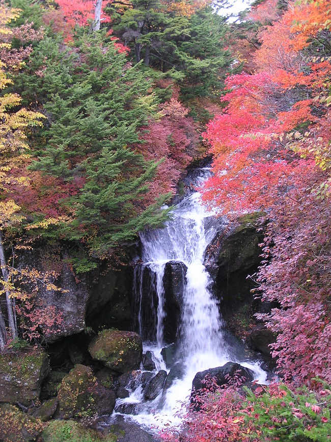紅葉の季節に栃木県に行ってきました。<br /><br />栃木と言えば日光東照宮。<br />今回そこも行きましたが、メインは「滝めぐり」です！<br /><br />華厳の滝は日本三大名爆の一つと言われているだけに壮大さはありますが、<br />それ以上に一押しの滝が「竜頭の滝」です！<br /><br />紅葉の季節の竜頭の滝はいろんな色合いが見事に調和し、<br />すごく幻想的な雰囲気をかもし出しています。<br /><br />毎年でも見たい景気です！