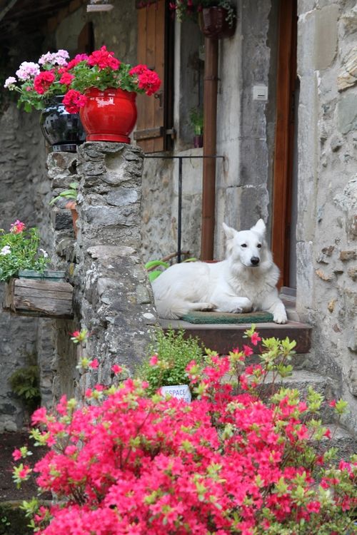 ヴィンテージフランス ４匹の犬と鳥と寛ぐ人々 田園風景 カルトナージュ ボックス ヴィンテージフランス 4匹の犬と鳥と寛ぐ人々 田園風景