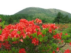 湯の丸高原　レンゲツツジ