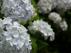 奈良　長谷寺の紫陽花