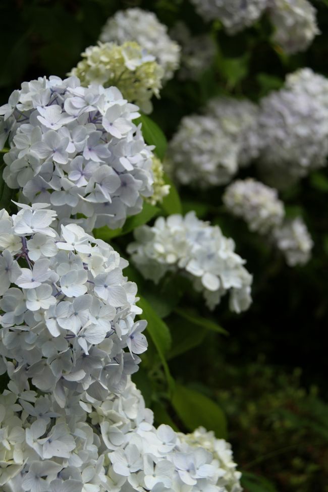 今週も奈良へ紫陽花を見に行きました。<br /><br />長谷寺は桜、牡丹、しゃくなげ・・・と四季を通じて花の絶えない花寺です。<br /><br />9時半ごろに着きましたが、近くの駐車場がまだあいていました。<br /><br />紫陽花は見頃を迎えていましたがもうしばらく楽しめそうです。<br /><br />※境内での三脚の使用は出来ません。 <br /><br /><br />拝観料：大人/500円<br />駐車場：500円<br /><br /><br />長谷寺HP↓<br />http://www.hasedera.or.jp/index.html<br /><br /><br />