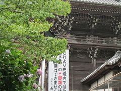 花の御寺　長谷寺のあじさい