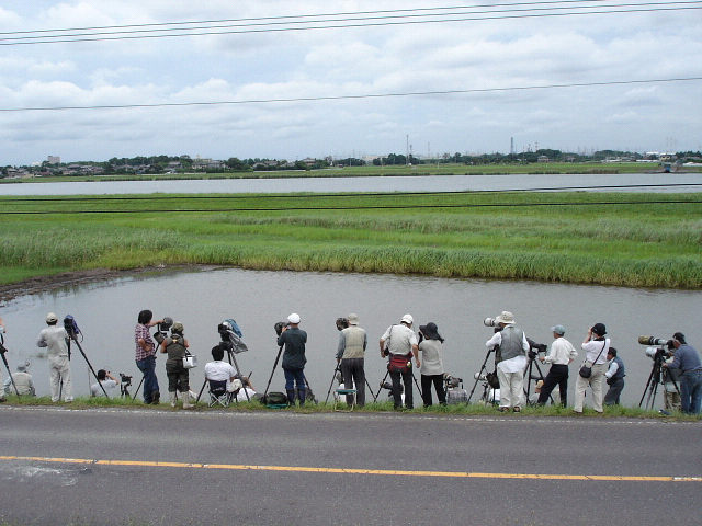 神栖市高浜に、珍鳥レンカクが出ているという情報で、出かけてきました。レンカクを見るのはこれが二回目です。<br />表紙写真は、珍鳥レンカクを観察しているバーダー。<br /><br />（追記１）後日、レンカクがオオタカに殺されたそうです。<br />弱肉強食の世界とはいえ、かわいそうです。(T-T)<br />本日(2010/7/3)、現場を通りましたが、バーダーは誰もいませんでした。<br />（追記２）珍鳥のブログへの掲載は、地元への迷惑の配慮など慎重にすべきとの御指摘を受け、掲載を中止していましたが、レンカク死亡情報があったので、一部修正し再掲載しました。<br /><br />※2016.12.13 位置情報登録