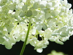 Japan  昭和記念公園　紫陽花と花菖蒲  2010　～ミツバチばあやの冒険～