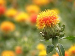 播磨花めぐり　その②　浦部のベニバナ