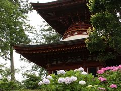 奈良　久米寺の紫陽花