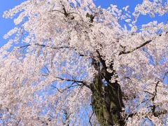 京都の桜～京都植物園、半木の道
