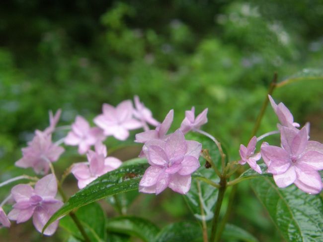 【まぼろしの紫陽花シチダンカを見よう！】神戸市立森林植物園「●近江路をゆく」コミュのオフ会：はなかみno王子さまを隊長にを一日中雨雨雨の植物園で紫陽花を堪能して来ました。否が応でも「紫陽花には雨がよく似合う」を実感出来ました（笑）<br /><br />参加者は<br />　はなかみno王子さま<br />　rokoさん<br />　まもちんさん（近江路ニューフェイス(*^_^*)）<br />　ツーリスト今中（近江路最古参　神戸で出張あり）<br />