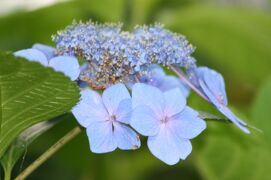 2010梅雨、三好公園の紫陽花(2/4)：紫陽花、額紫陽花、墨田の花火