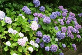 2010梅雨、三好公園の紫陽花(3/4)：三好池、紫陽花、額紫陽花