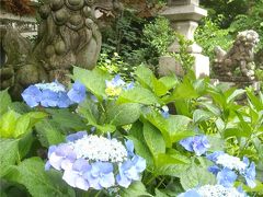 茨城のあじさい神社 大宝八幡宮へ