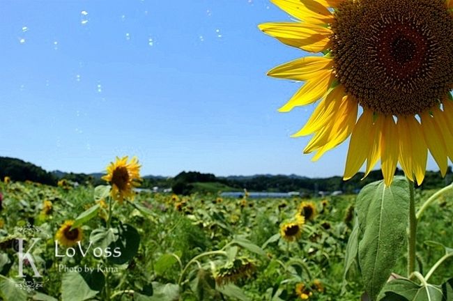 静岡 掛川 シオーネのひまわり 掛川 静岡県 の旅行記 ブログ By Kanapisoさん フォートラベル