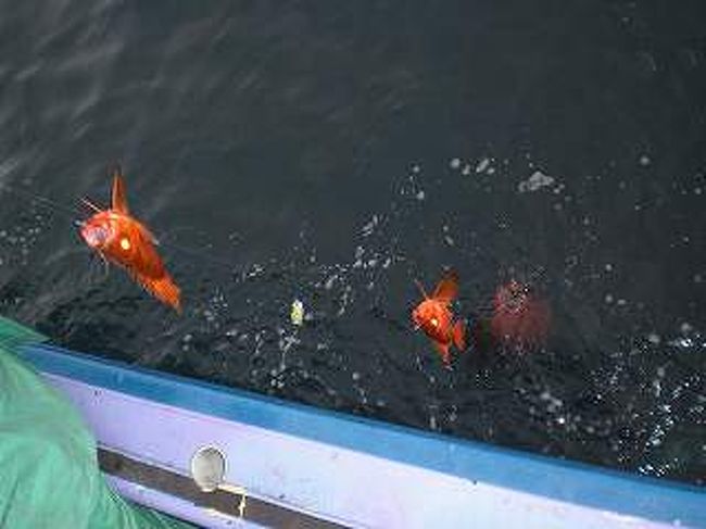 じめじめベタベタ<br />いやな梅雨の時期ですが<br />海の中は紅色のキントキ花盛り<br />紺碧の海を割って真っ赤なキントキが<br />・・・(^◇^;)<br /><br /><br />