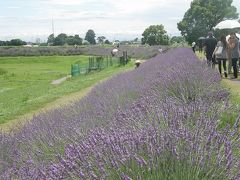 久喜市菖蒲のラベンダー観賞で一日ウォーク