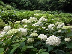 薬師池公園のアジサイ