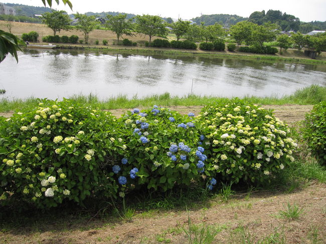 香取神宮で知られる香取の多古町にあじさい公園が有ると聞き出かけてきました。そこから２，３ｋｍの所に有る日本寺にも足を伸ばしてきました。ここにもあじさいが有りましたが未だ殆ど咲いていませんでした。<br />１３日があじさい祭りなので混雑を避けるつもりで一週間早く出かけてみました。結果はやはりアジサイの見頃には少々早かったようで、翌週が見頃になるそうでしたが、絶好の散策日和に恵まれ気持よく歩くことが出来ました。