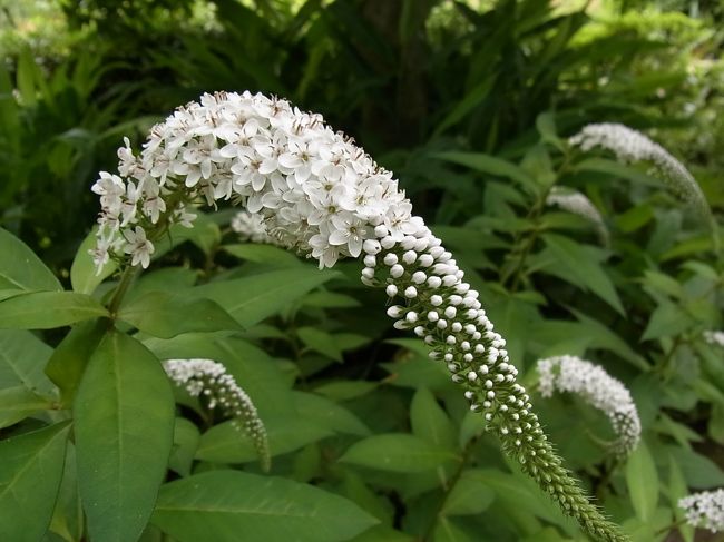 どうやら紫陽花がもう見ごろを過ぎていたようなので<br />同じ薬師池公園内にある萬葉草花苑にも行ってみました。<br /><br />http://www.city.machida.tokyo.jp/shisetsu/park/park01/<br /><br />◆ふれあい・ほおずき市<br />2010年7月10日（日）〜2010年7月11日（月）<br />午前8時〜午後4時半<br />薬師池公園内<br /><br /><br />◆大賀ハス観蓮会<br />毎年、8月第1日曜は朝6時〜７時<br />薬師池公園、薬医門＆萬葉草花苑入口手前の<br />やくし茶屋の隣（この画像の右側生垣の中）で荷葉酒（かようしゅ）、<br />または荷葉茶がふるまわれます。<br />（去年の様子　http://anello63.exblog.jp/11646982）<br />