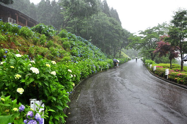 2010.紫陽花スポット（6）板取あじさい村