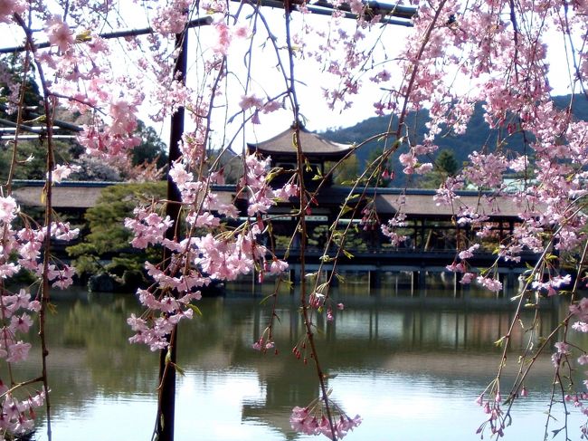 京都・桜紀行（１）京都市内の桜