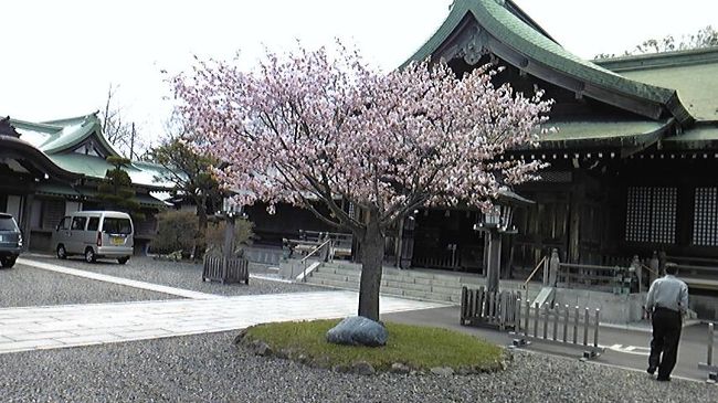桜満開花の 室蘭八幡宮