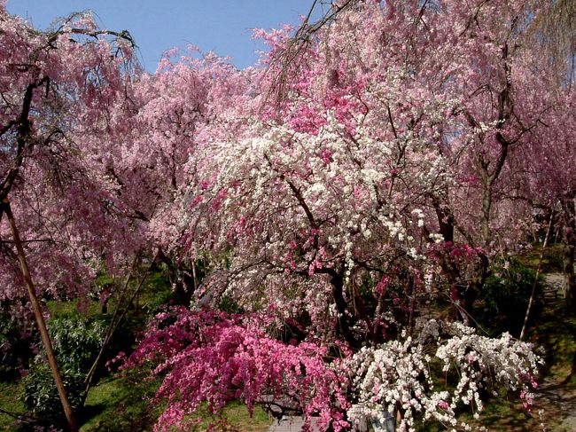 京都に原谷苑という桜の名所があるのをご存知でしょうか？<br />金閣寺の上の山にあります。<br />不便な場所、高い入場料（桜の咲具合によって替わりますが、最盛期は土日１５００円です平日１２００円です）にもかかわらず大勢の観光客であふれる桜の園です。<br />苑内に何十本という八重の紅枝垂れ桜が咲きあふれ、その他雪柳、水仙、ボケ、などが咲き乱れ、まさしくこの世の楽園の風情です。<br />長々とした説明は無用です。<br />まずは写真をどうぞ。