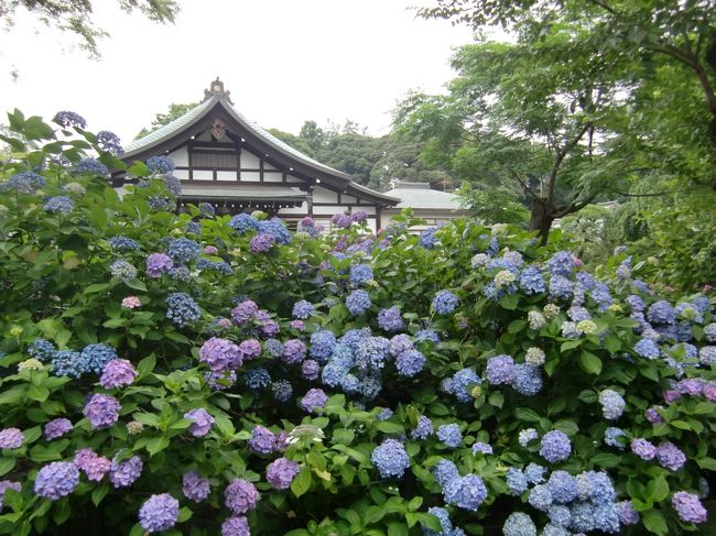 実家の近くにある本土寺、子供の頃(３０年前？)に訪れた記憶はあるのですが、その後あじさい寺として有名になってからは行ったことがなかったです。<br />この度、実家に帰る用事ができたので、ならばと久しぶりに訪れました。枯れ始めたあじさいもありましたが、なんとかギリギリ間に合った感じです。<br /><br />