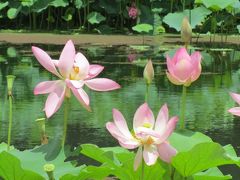 大阪万博記念公園　日本庭園の蓮