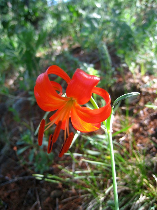 さていよいよ待望のお花観賞に出かけます。バスで15分位走って、現地のガイドさんがお花について説明してくれますが、花専門のガイドではないのであまり詳しくないようでした。<br /><br />それでも花を探して、素晴らしいお天気のもと、高原を歩くのはとても楽しいです。「あ、ここに今までにない花発見！」などど声をかけながら写真を撮り、木陰の心地よい風に自然を満喫しました。<br /><br />夜は10時半頃山の中腹に集合して、皆で美しい星空鑑賞をしました。<br />北斗七星をあんなにはっきり見たのは何年振りでしょうか？