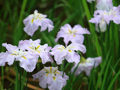 町田市薬師池公園の花菖蒲（ハナショウブ）と紫陽花（アジサイ）と美容室のお姉さん　/東京都町田市