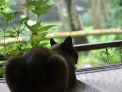 京都を歩く(62) 嵐山は雨に煙る～美しき苔庭を求めて～