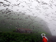 霧のケンボッキ島と　晴れの琵琶瀬展望台　-花の霧多布湿原を巡る旅（３）