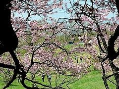 ★亀ヶ森牧場の一本桜
