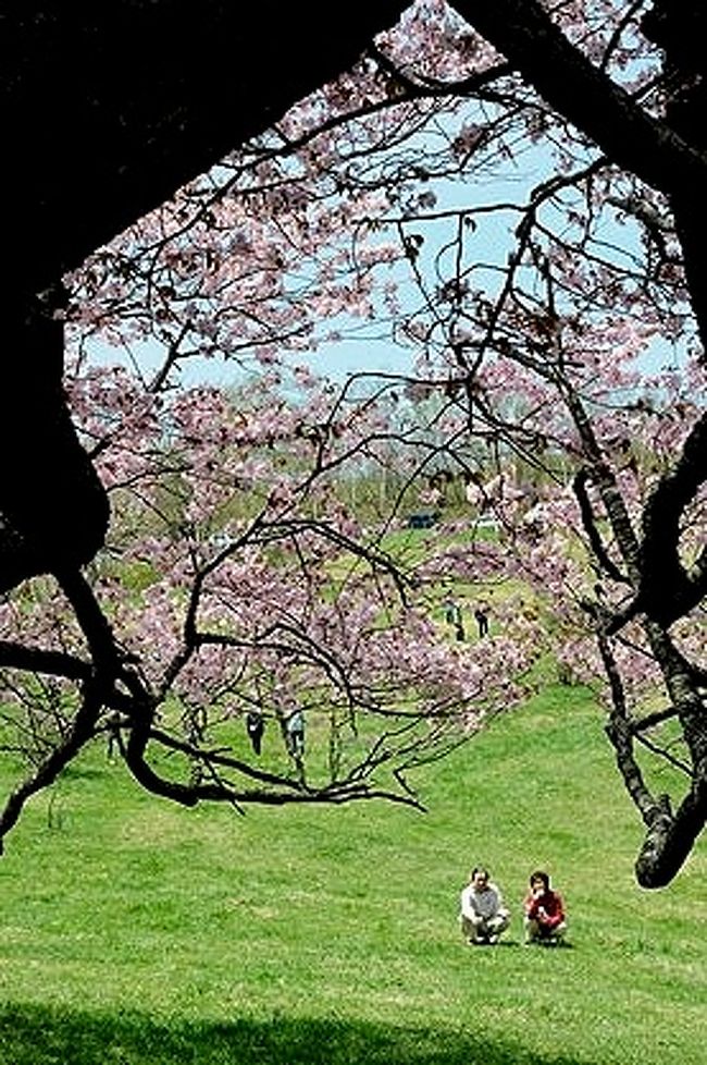 ★亀ヶ森牧場の一本桜