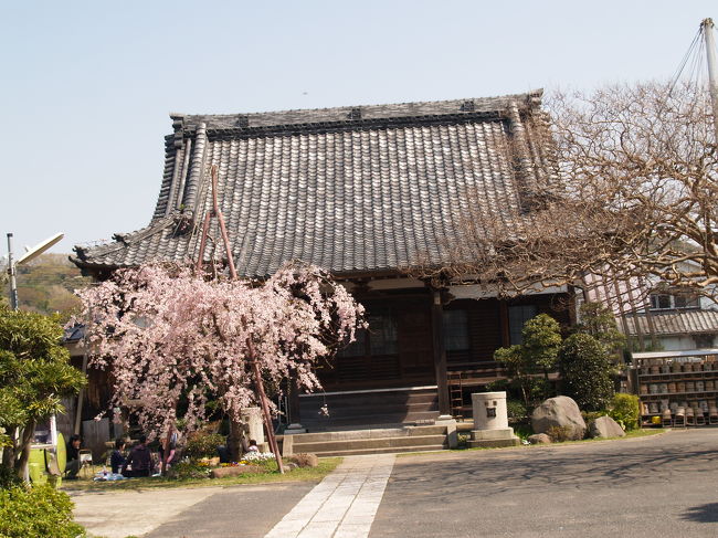 　本興寺は日蓮宗の寺院で、法華山本興寺と称する。日蓮辻説法の跡地のひとつとされ、「辻の本興寺」とも呼ばれている。小町にある日蓮上人辻説法跡は日蓮信者の田中智学により古くから整備され、石碑も多くの建っているが、ここ大町にある本興寺の入り口の真新しい朱塗りの山門の前にも、「日蓮大聖人辻説法之旧地」の石碑が建てられている。しかし、知る人は少ないであろう。<br />　夏には、本堂前のサルスベリが見事な花を咲かせることで知られているが、実は、春にも鎌倉の寺院では数少ない紅枝垂れ桜が咲く寺である。しかし、今年（2010年）は桜見に行ったら本堂が工事中であった。こうなると背景が背景で紅枝垂れ桜も見られるものではない。<br />　JR横須賀線の踏み切り脇には辻薬師堂が建っているが、これは本興寺の管理である。かつてはこのあたりで道路が交わっていたのであろう。また、踏み切り傍に建つ「鉄道轢死之碑」も本興寺が明治42年（1909年）に建立したものである。<br />（表紙写真は本興寺本堂前の紅枝垂れ桜）